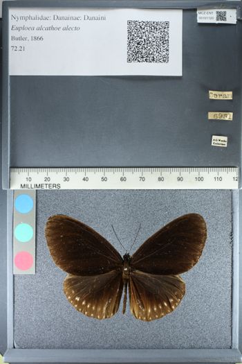Media type: image;   Entomology 161120
